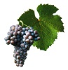 Víno Rulandské šedé - hrozen