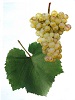 Víno Chardonnay - hrozen
