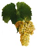 Víno Rulandské bílé - hrozen