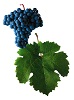 Víno Cabernet Moravia